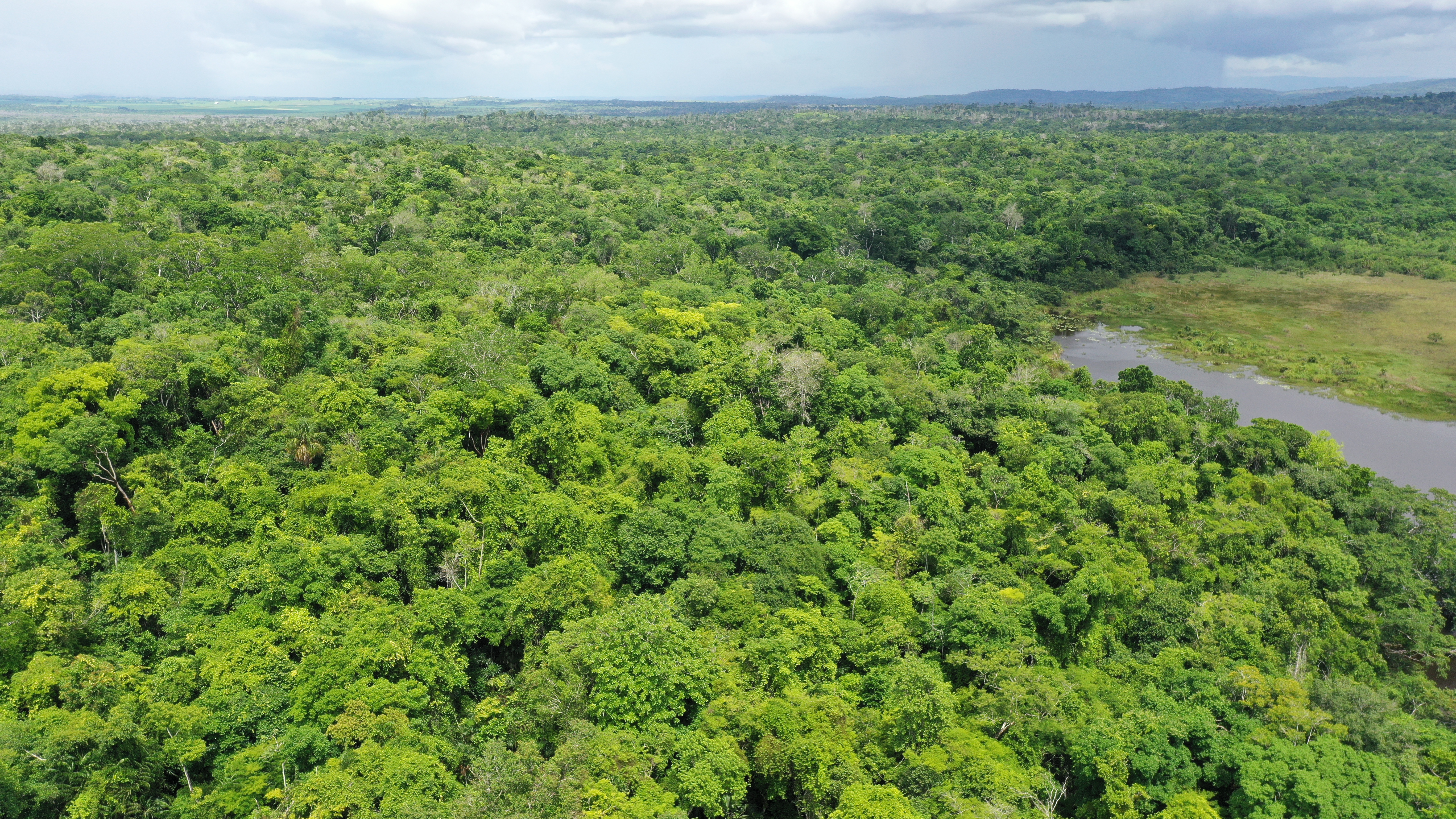 La Reserva de la Biosfera Maya la conforman dos millones 90 mil 677 hectáreas de bosque. (Foto Prensa Libre: Byron Rivera)