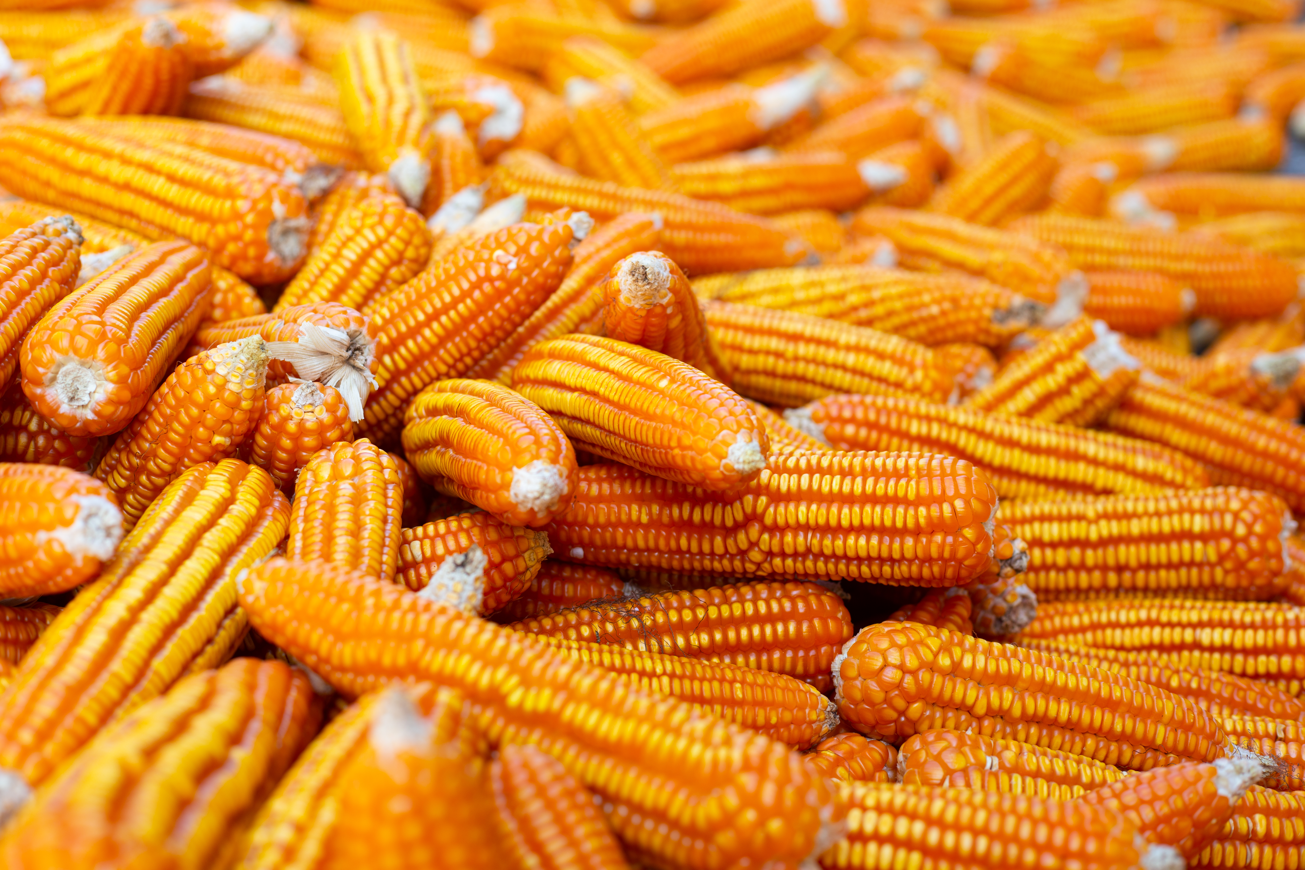 Dried corn background.