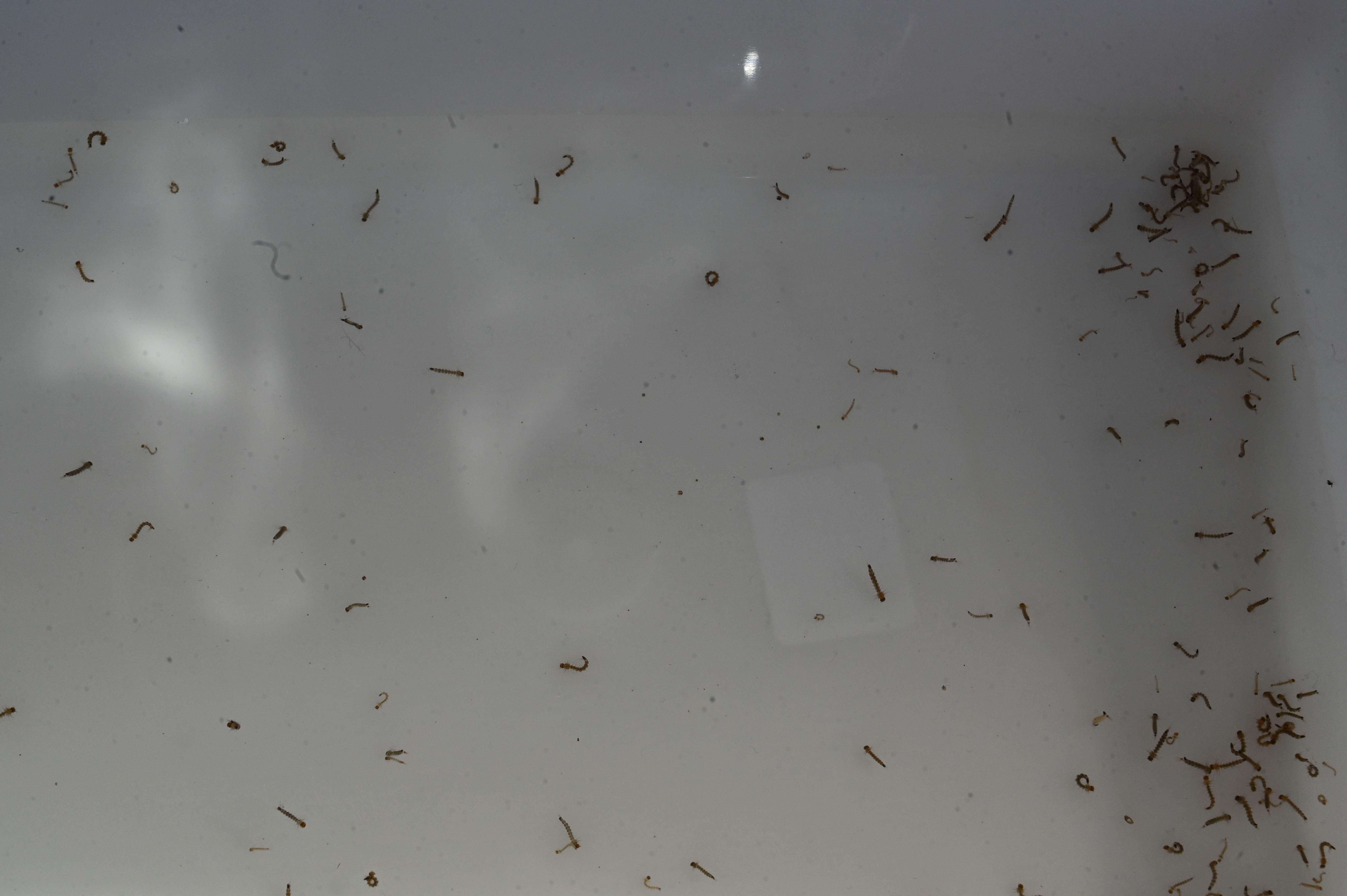 Larvae of the Aedes aegypti mosquito, which transmits dengue, are seen during a fumigation operation within a national emergency to combat the disease in Tegucigalpa on August 23, 2024. Earlier this year, health authorities declared a health emergency over the disease and launched a nationwide campaign to combat mosquito breeding sites. (Photo by Orlando SIERRA / AFP)