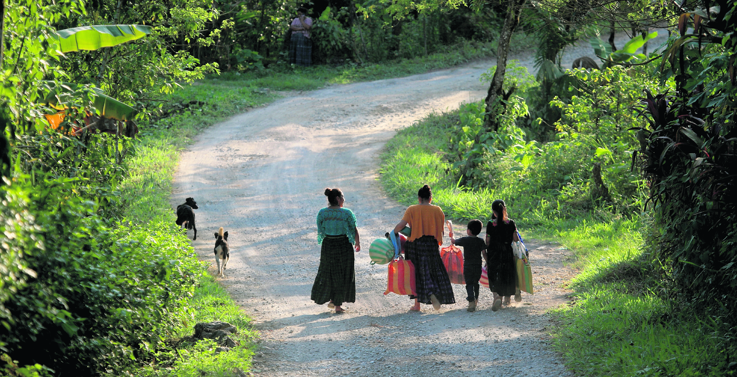 cobertura Guatemala No Se Detiene, visitamos el departamento de Alta Verapaz para conocer más de cerca cómo les afecta a los productores de cardamomo la mala conexión vial en las zonas rurales y lo que implica para el país en cuestión de pérdidas en divisas ante el poco apoyo de las autoridades.


Foto: Carlos Hernández
30/04/2024