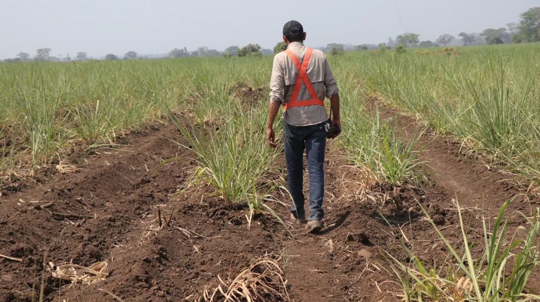 Cultivos como la caña de azúcar tuvieron doble efecto por las condiciones del clima como la sequía  y las altas temperaturas en 2024. (Foto, Prensa Libre: Carlos Paredes).