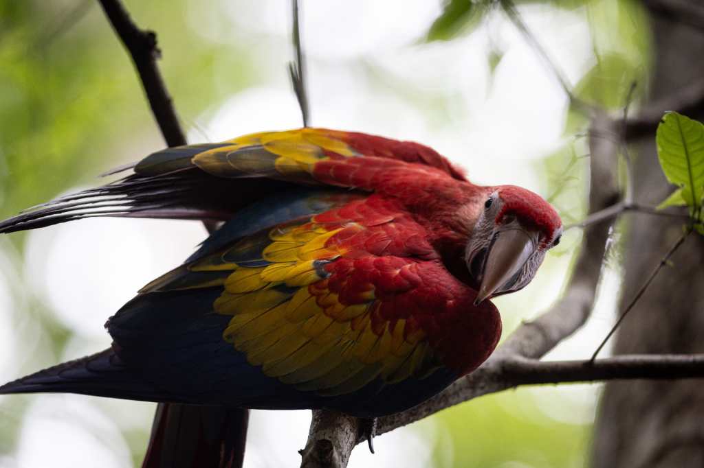 Guacamayas en Guatemala Peten (1)