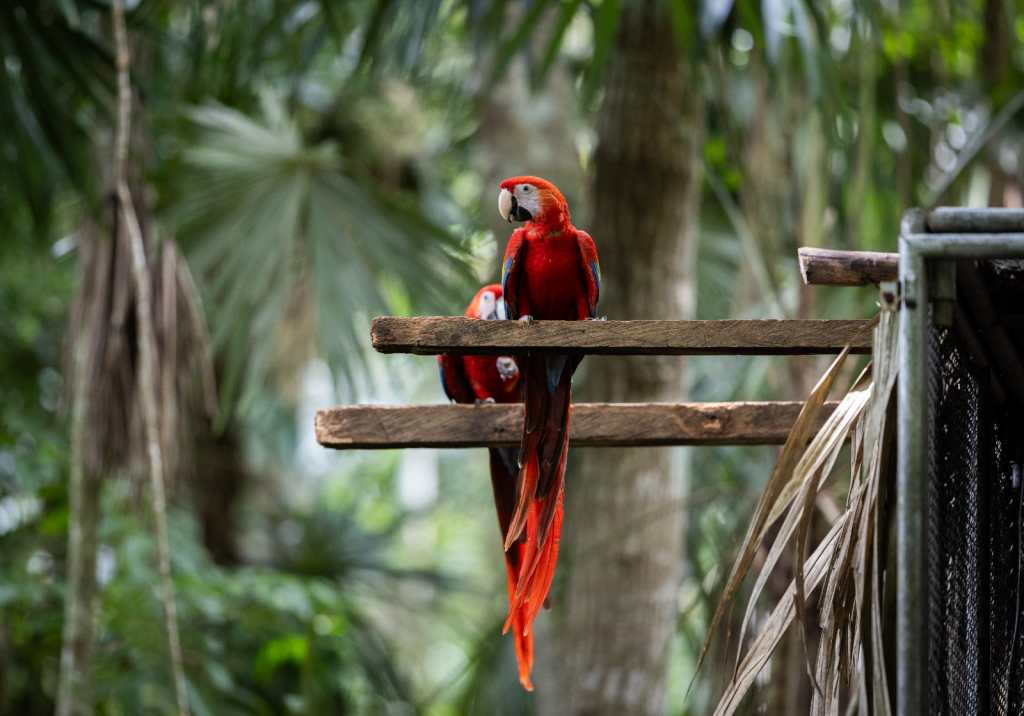 Guacamayas en Guatemala Peten (2)