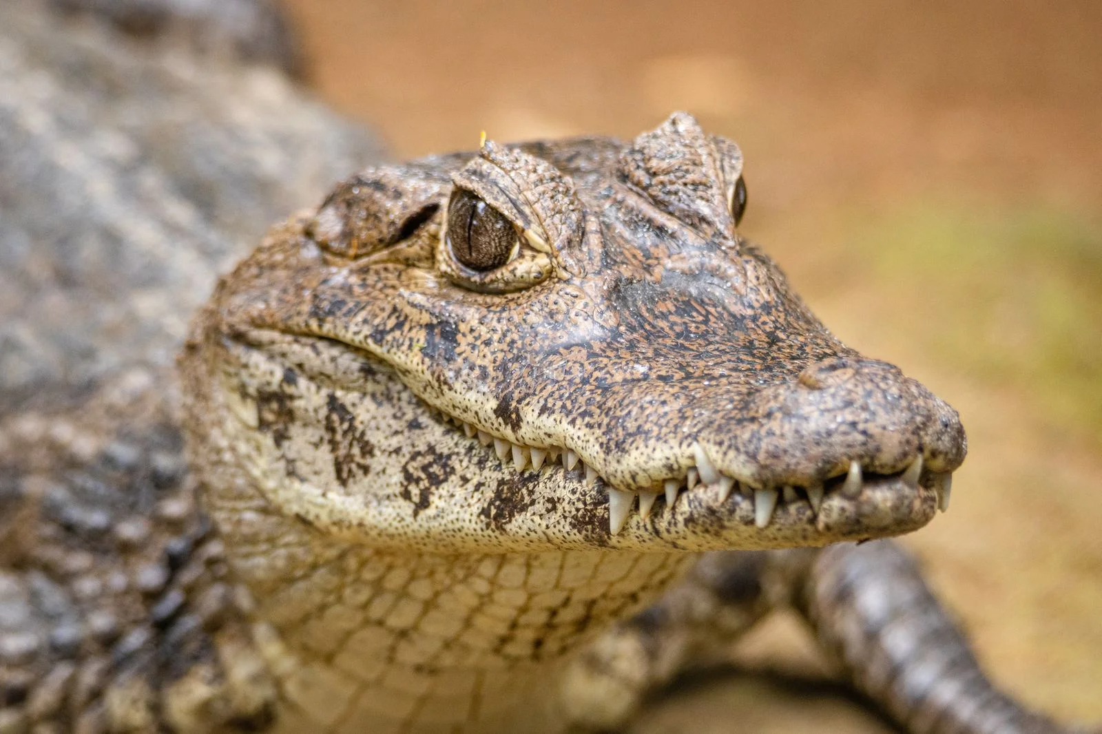 cocodrilos en Guatemala