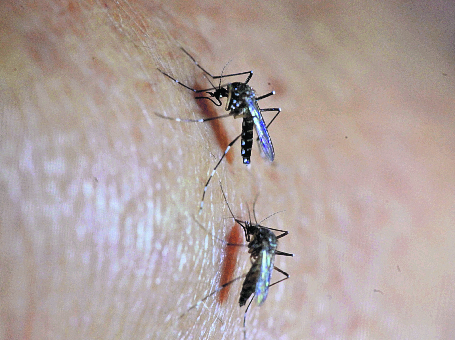 En el Ministerio de Salud, entómologos se encargan del estudio de evolución del zancudo Aedes Aegipty, transmisor del virus del Zika, Chikunguya y el Dengue.

Foto: Edwin Berciá        05-02-2016