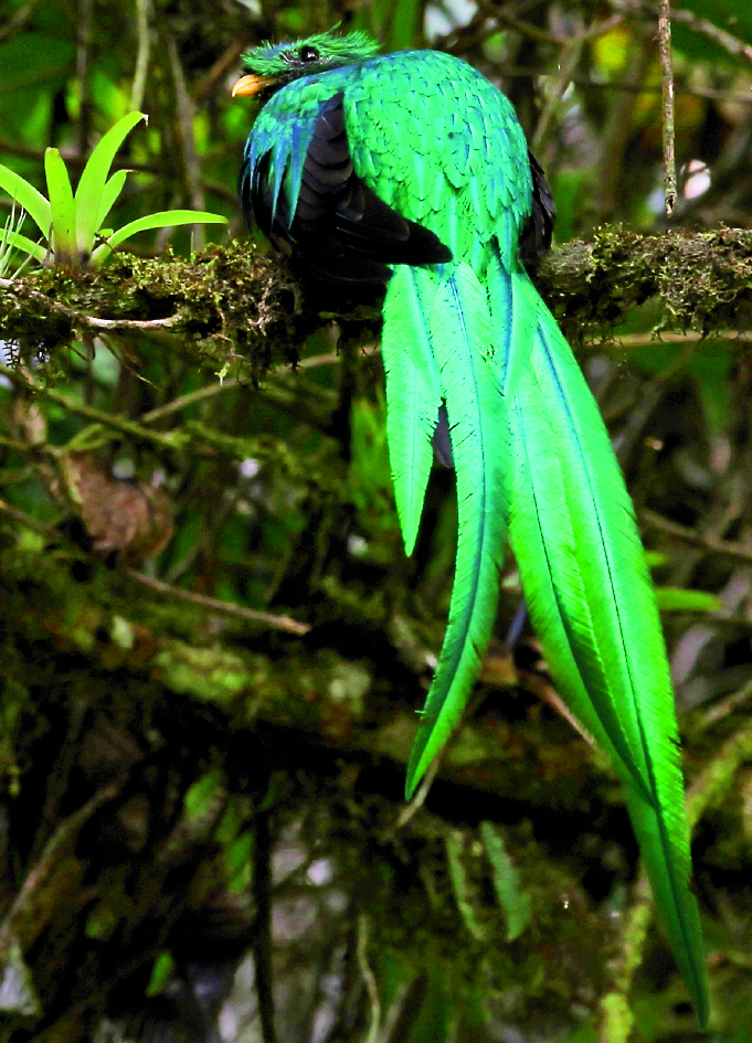 quetzal