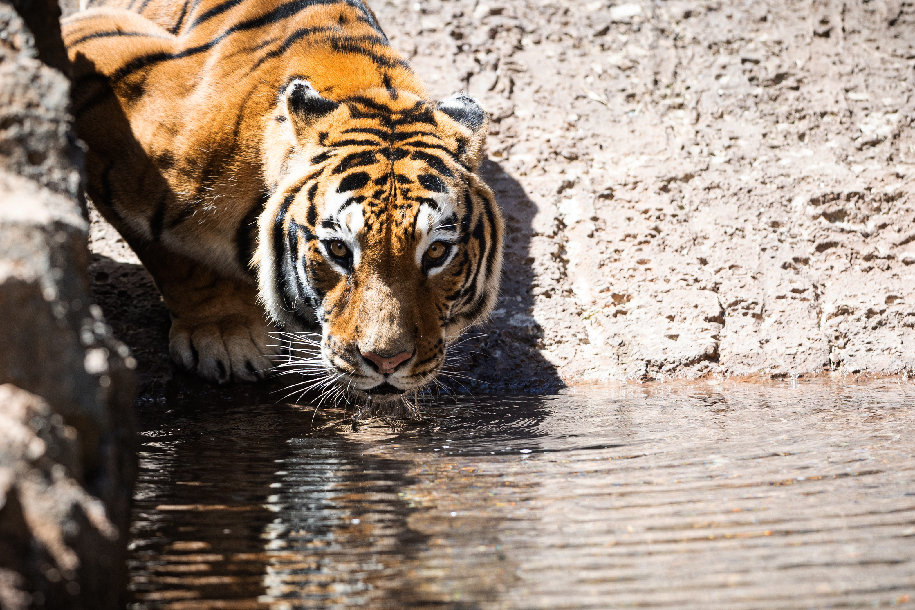 Dos tigres de bengala estrenan un santuario en el zoológico de Guatemala