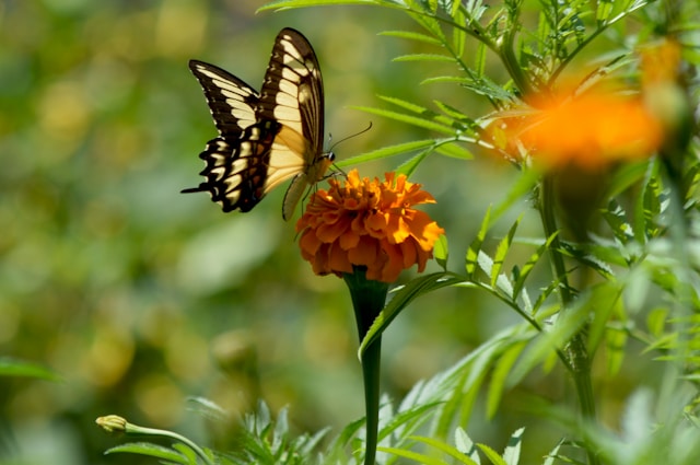 La flor de cempasúchil y las mariposas se relacionan con la vida y la muerte.