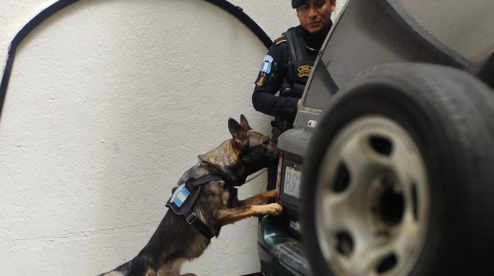 El agente canino “Suzy” descubrió una caleta con droga en un vehículo. (Foto Prensa Libre: PNC)