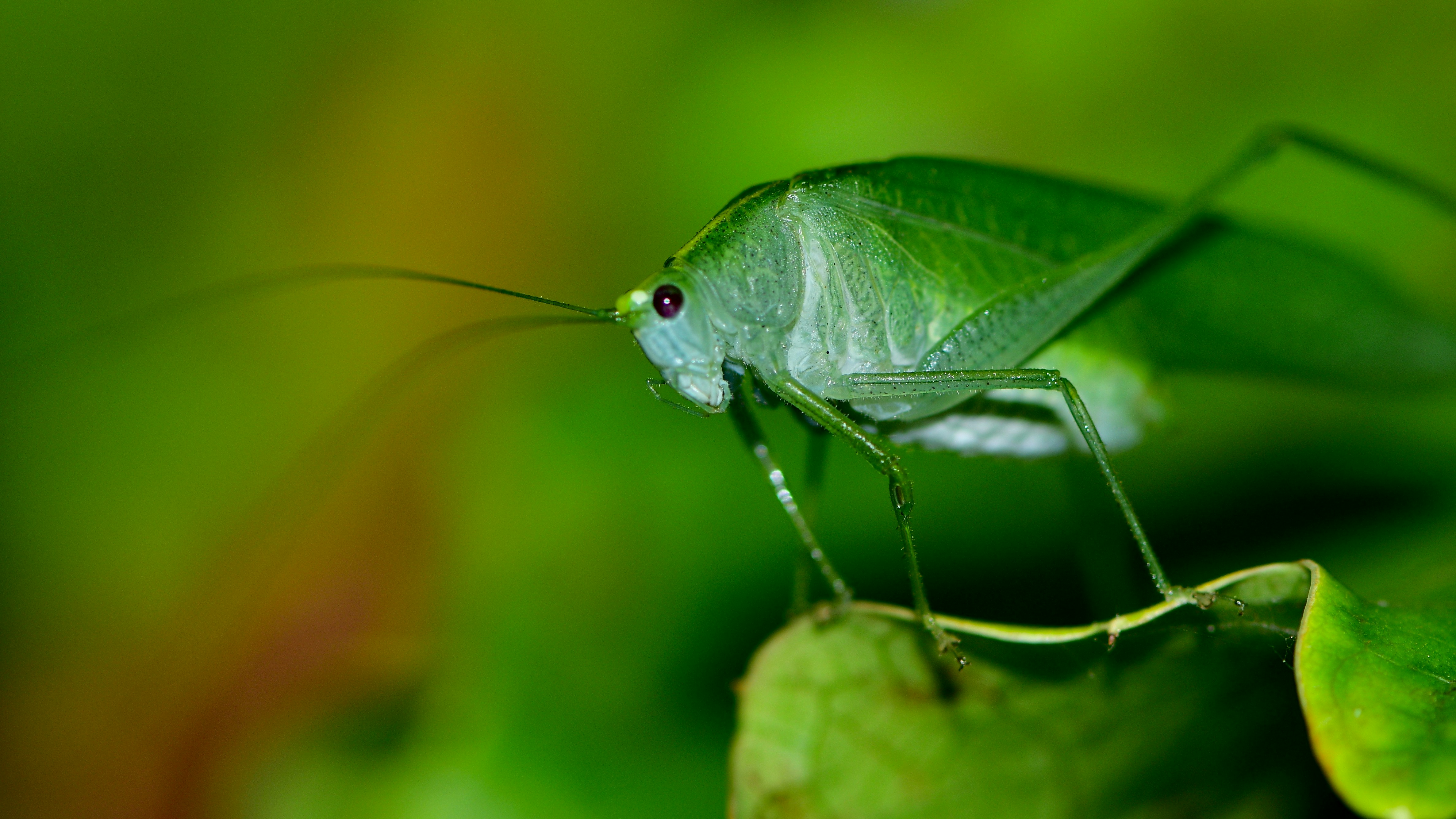 Foto de referencia. Una plaga de langostas afecta desde el sur de México a Nicaragua. (Foto Prensa Libre: Unsplash/ Juan Pablo Mascanfroni)