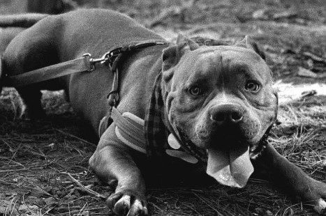 El perro “Terry” murió luego de haber sido apuñalado en la zona 5 de Villa Nueva. (Foto Prensa Libre: Tomada del Instagram de patitas.en.accion.gt)
