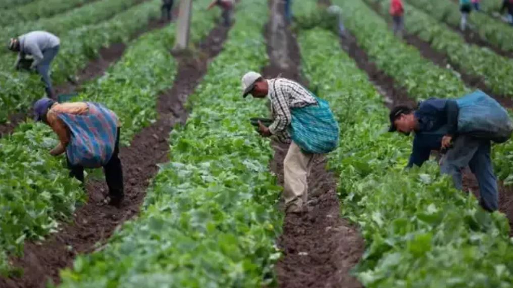 Trabajadores cosechando