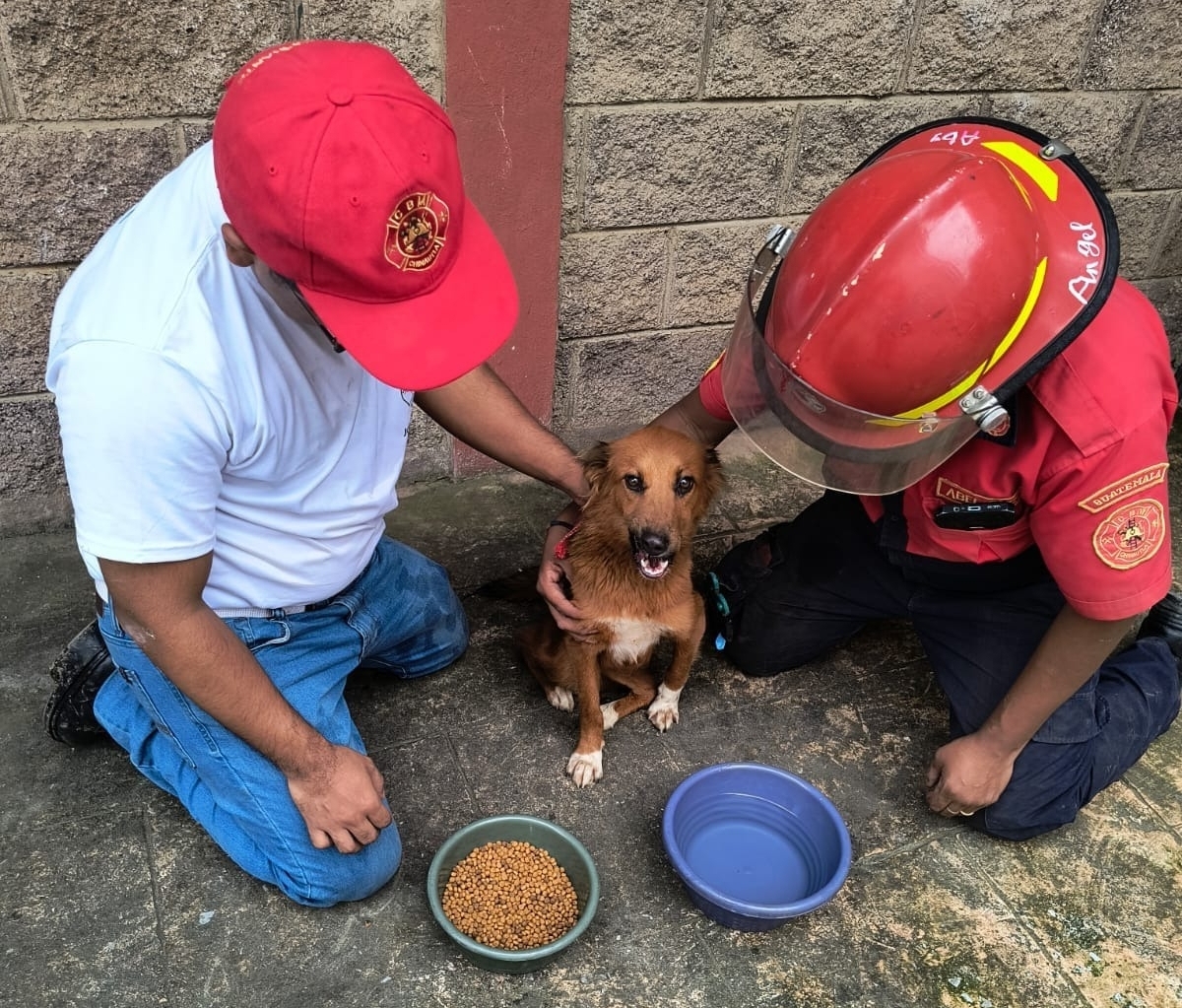 Los Bomberos Municipales de Chinautla rescataron a un perro que había caído en un barranco. (Foto Prensa Libre: Bomberos Municipales de Chinautla)