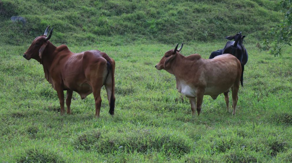 ganado vacuno gusano barrenador del ganado