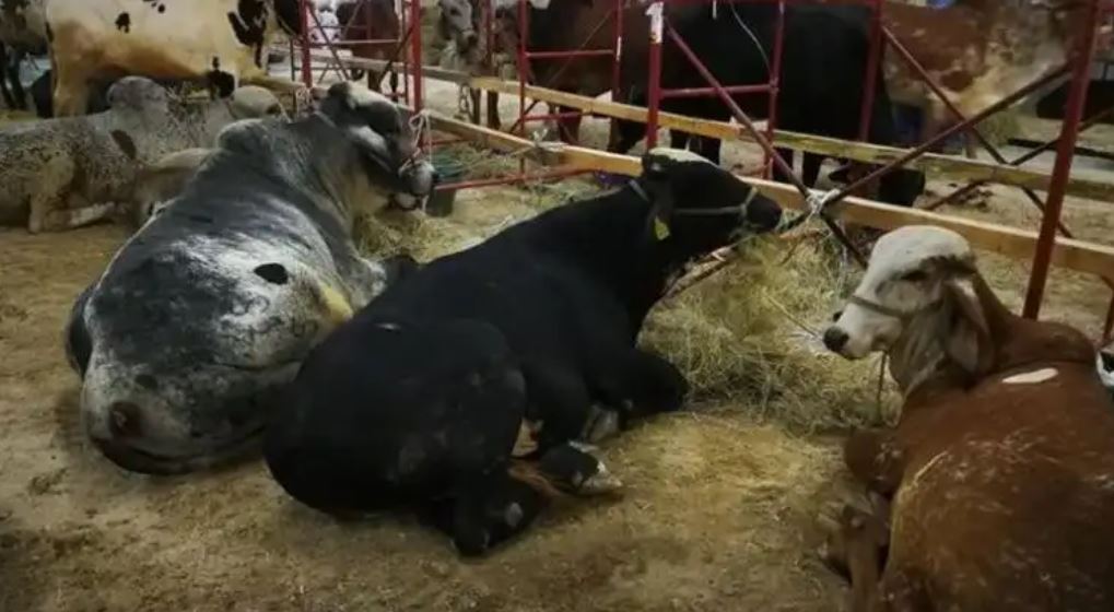 ganado vacuno gusano barrenador del ganado