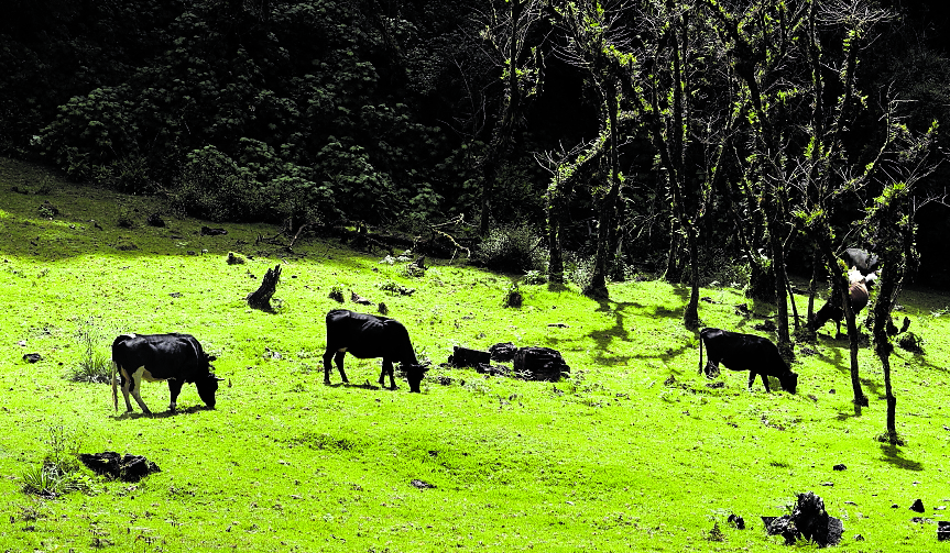 Enrique Cedillo y Giovani Guevara , de la Asociación Pecuaria Integral de Desarrollo Ixil (APIDI)  fueron beneficiados  por el programa de capacitación a jóvenes en el tema ganadero,  proyectos que fueron promovidos por FAO  para ayudar a jóvenes agricultores de Nebaj, Quiche. Los jóvenes procesan mejor el alimento para el ganado. 






Fotografía  Esbin Garcia 30- 09-2020