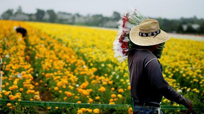 Los inmigrantes representan el 19% de la fuerza laboral de EE.UU. (Getty Images)