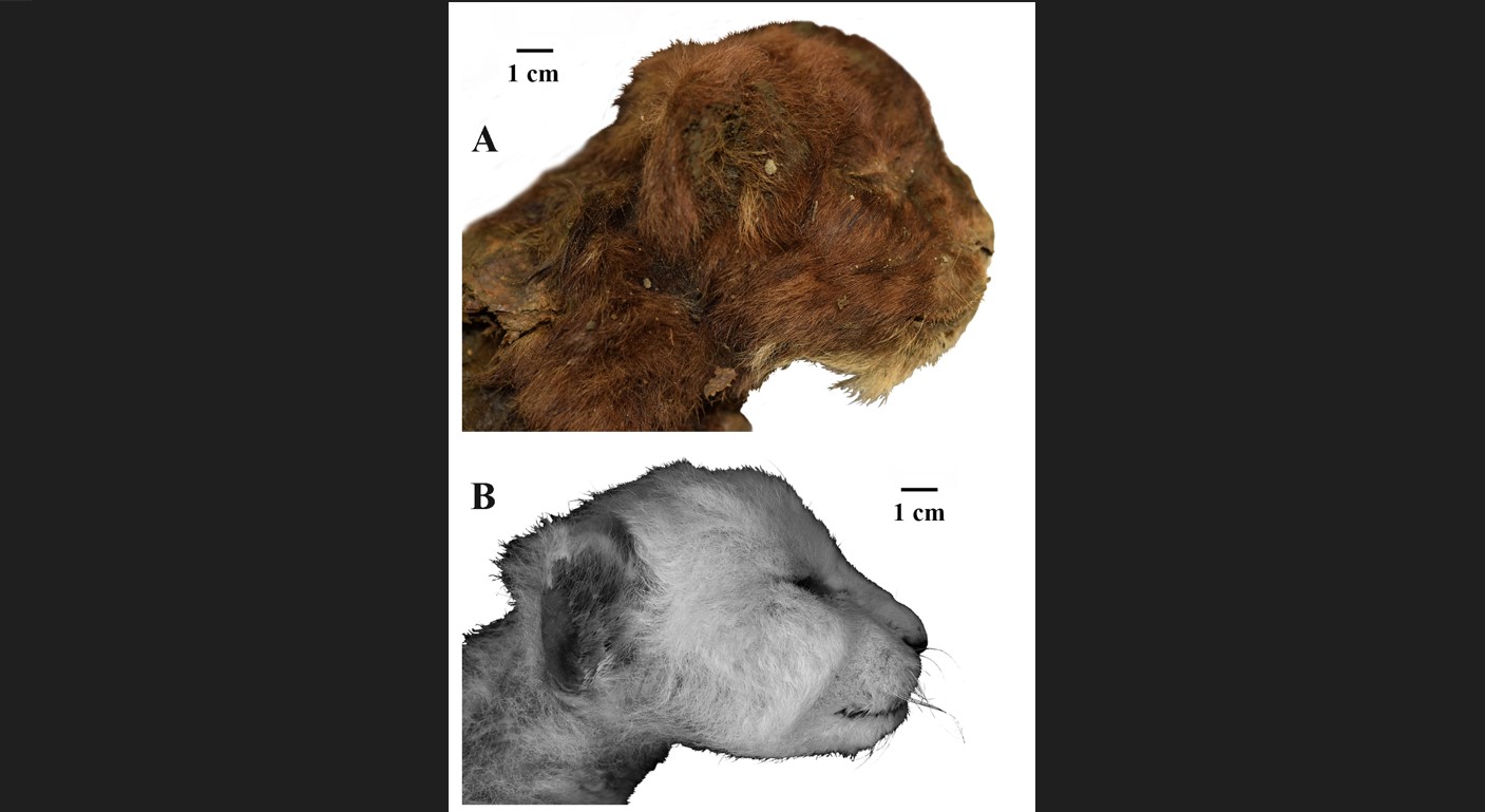 Comparación de cabezas de Homotherium, arriba, y de un león actual, de tres semanas. (Foto Prensa Libre: A.V. Lopatin et al., Scientific Reports 2024)