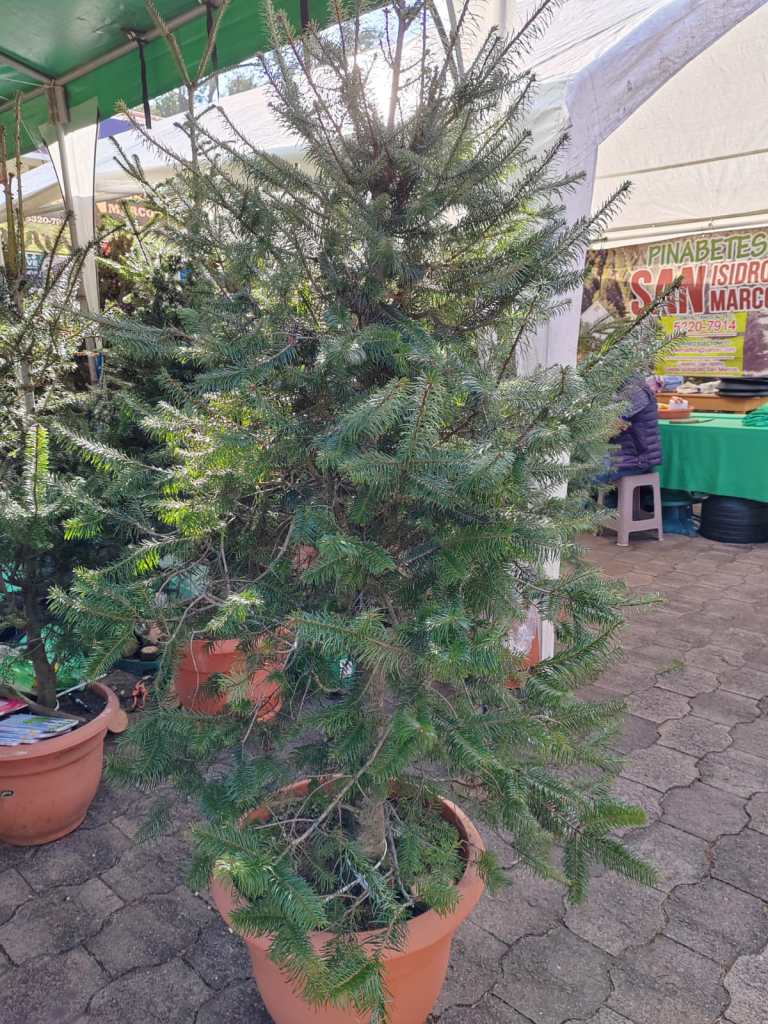 En el Mercado de Artesanías de la Zona 13, venden productos de Pinabete provenientes de Quetzaltenango, San Marcos, Totonicapán y Huehuetenango. (Foto, Prensa Libre: Glenda Burrión)