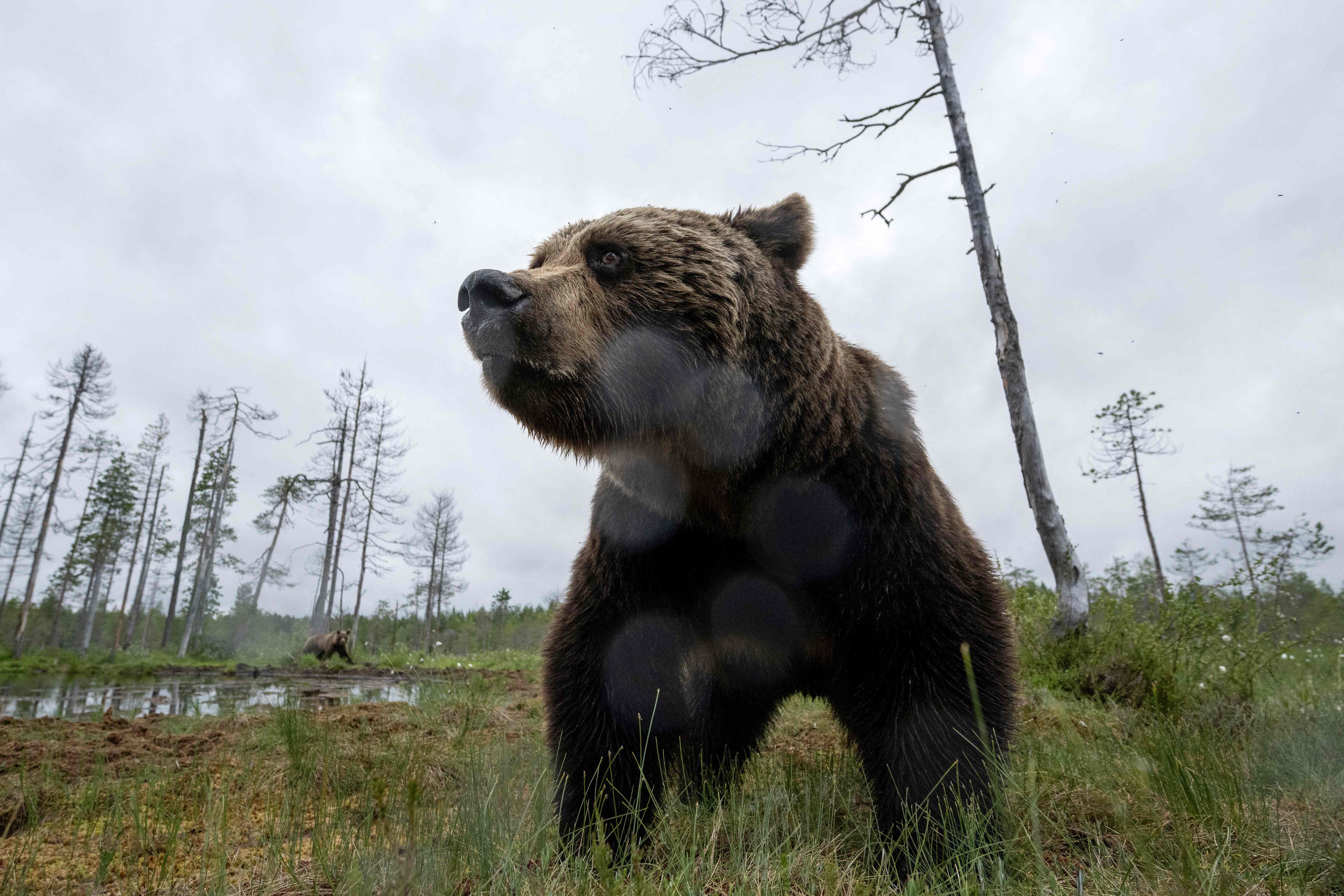 (FILES) A brown bear (Ursus arctos) looks for food in the Finnish taiga in Hukkajarvi area, Eastern Finland, near Russian border, on July 4, 2023. (Photo by Olivier MORIN / AFP)