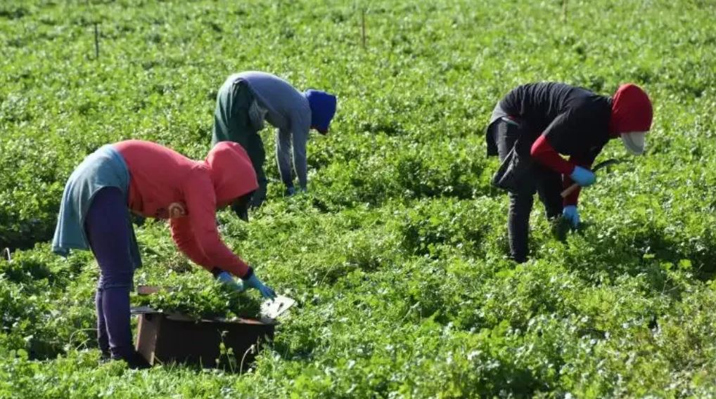 Sector sindical y sector empleador ven de forma diferente efectos que tendría un posible aumento al salario mínimo por el 10%, anunciado por el gobierno. (Foto, Prensa Libre: Hemeroteca PL).