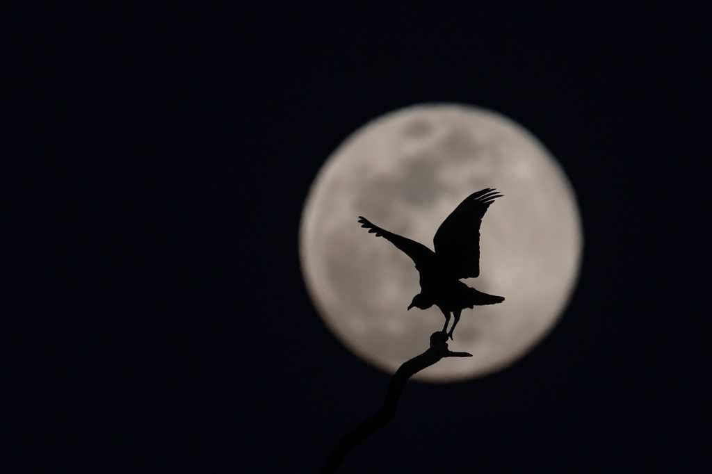 Imagen de la Luna llena y ave en vuelo