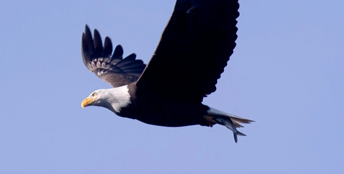 ÁGUILA CALVA. EFE