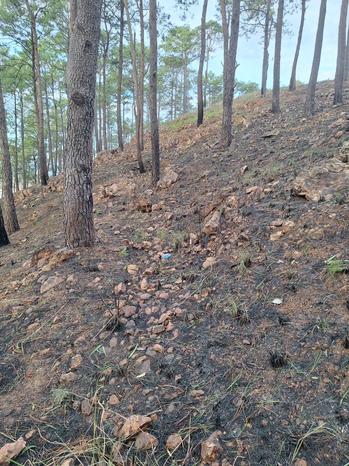 El cerro La Cruz, en Jutiapa, fue afectado por un incendio forestal. (Foto Prensa Libre: Conred)