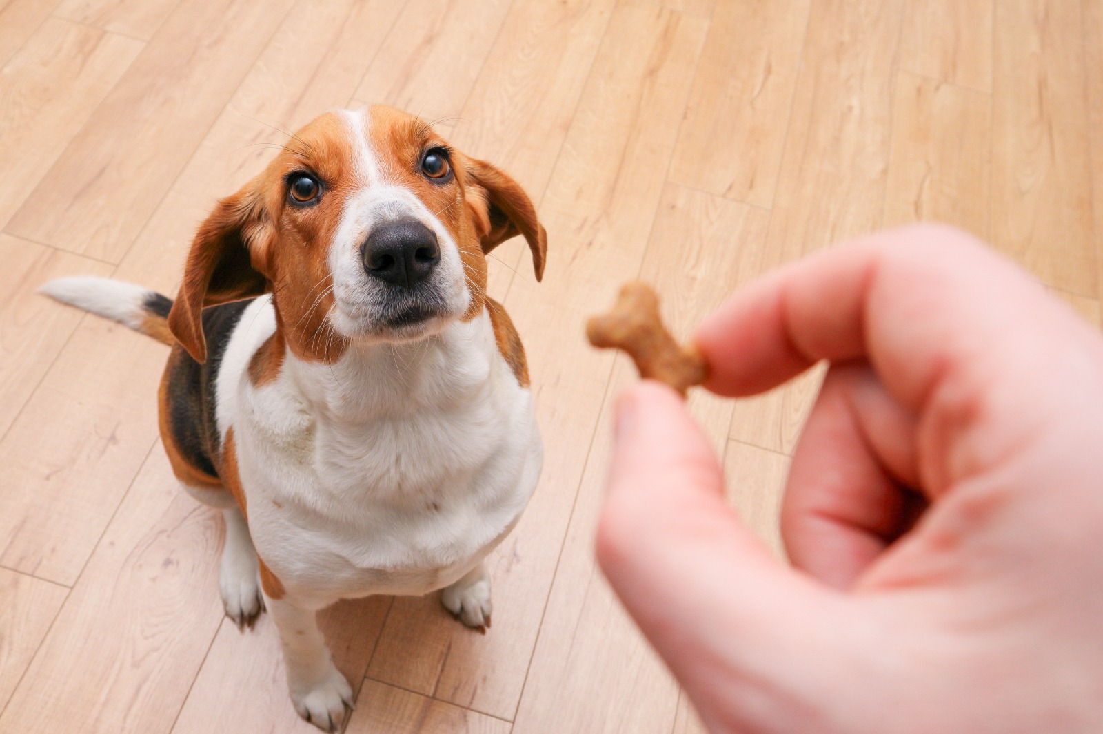 Golosinas para mascotas: un pequeño deleite