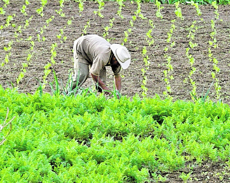 Reportaje sobre lo que realizan las personas de Huehuetenango, Xelaju y San Marcos.  Campesino agricultor que cultiva en el campo.