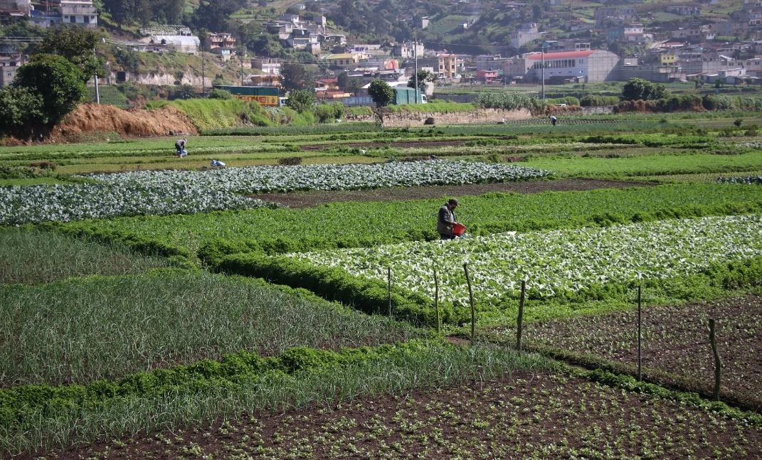 producción agrícola campos de siembra