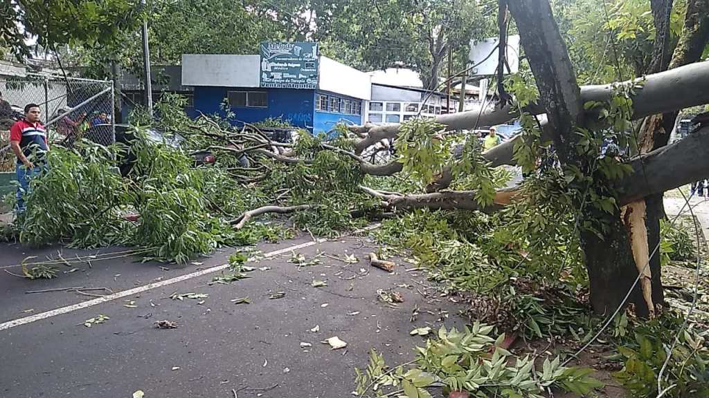 Ã¡rbol caÃ­do Hospital Roosevelt