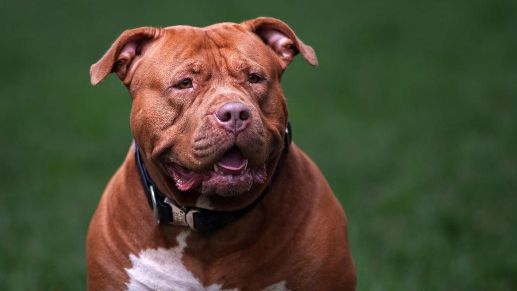 La policía ha incautado y sacrificado cientos de perros desde que entró en vigor la prohibición de los perros American bullies XL. 


Getty Images