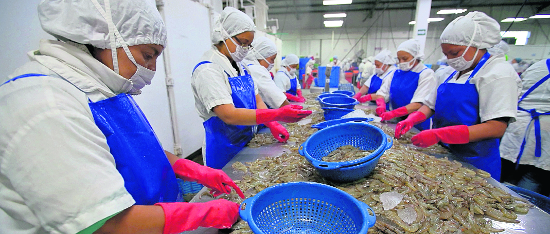 Reportaje en la planta de empaque  Acuamaya. Empresa productora de cámarones. donde luego se entrevisto al Gerente Gabriel Biguria , 

 Fotografía: Paulo Raquec