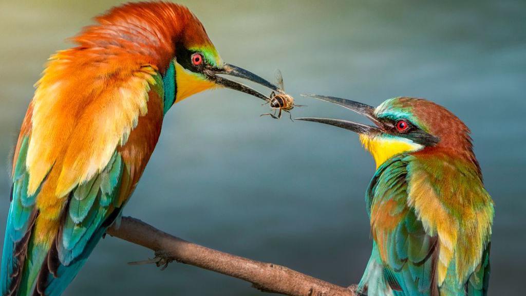 El intercambio de regalos entre animales es más común de lo que creemos.