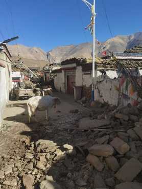 This handout received on January 7, 2025 shows livestock looking on amid debris from damaged houses in Shigatse, southwestern China's Tibet region, after an earthquake hit the area. A devastating earthquake in China's remote Tibet region killed at least 53 people and collapsed "many buildings" on January 7, state media reported, with tremors also felt in neighbouring Nepal's capital Kathmandu and parts of India. (Photo by AFP) / - China OUT / -----EDITORS NOTE --- RESTRICTED TO EDITORIAL USE - MANDATORY CREDIT "AFP PHOTO / Handout  " - NO MARKETING - NO ADVERTISING CAMPAIGNS - DISTRIBUTED AS A SERVICE TO CLIENTS