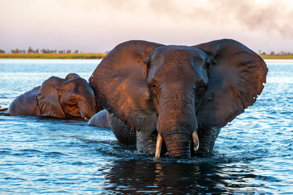 Turista española siendo atacada por un elefante mientras le daba un baño en Tailandia