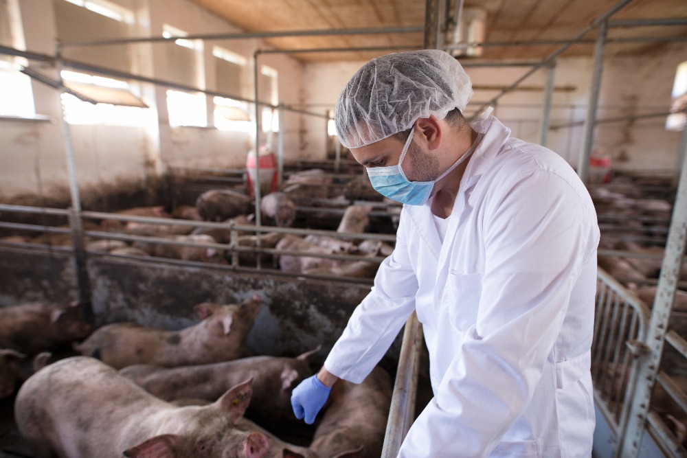 La crianza y producción de cerdos forma parte del sector pecuario, una actividad clave en la economía agrícola del país. (Foto, Prensa Libre: Freepik)