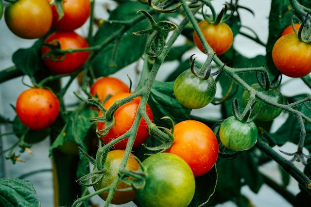 hoja de tomate